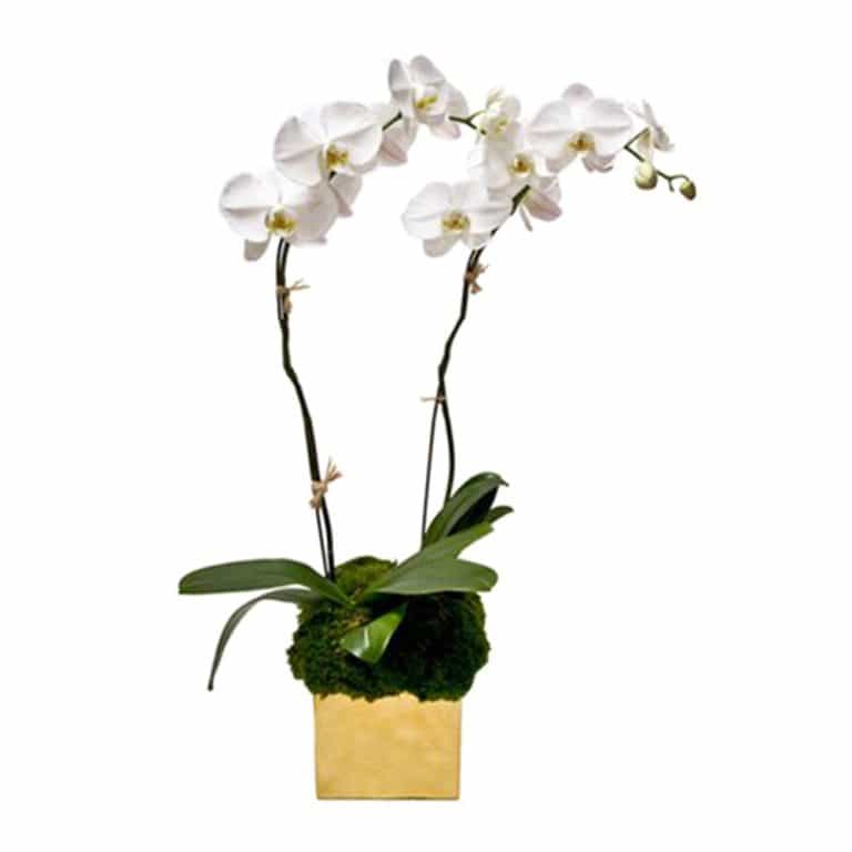 White Phalaenopsis Orchid with Moss – FLORAL ART