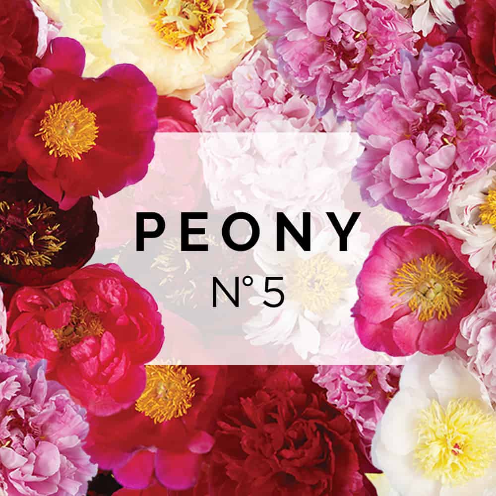 Peony No 5 – FLORAL ART
