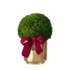 Moss Topiary